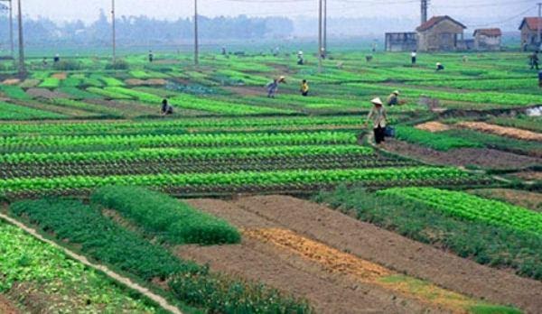 Nông dân thực hiện quyền sử dụng đất nông nghiệp để trồng rau màu